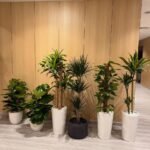 Office Plants Bundle Premium 6pc Plants UAE