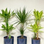 Office Plants Dracaena Bundle 3pc in UAE