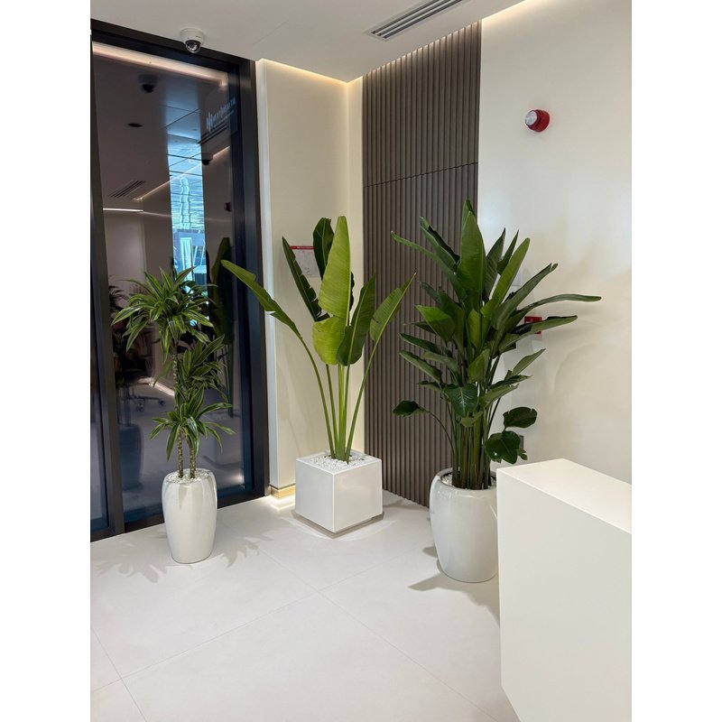 Office Plants Premium Quality Big Bundle 3pc Bird of Paradise + Travellers Palm + Dracaena Plants UAE - Image 1