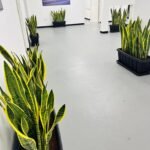 Office Plants Snakeplant in Plastic Rectangle Pot Indoor Plants UAE - Image 2