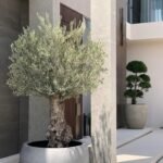 Olive 30 year Old Super Large in Beige Plants UAE