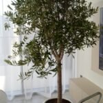 Olive Big Clearance Sale Outdoor Plants UAE