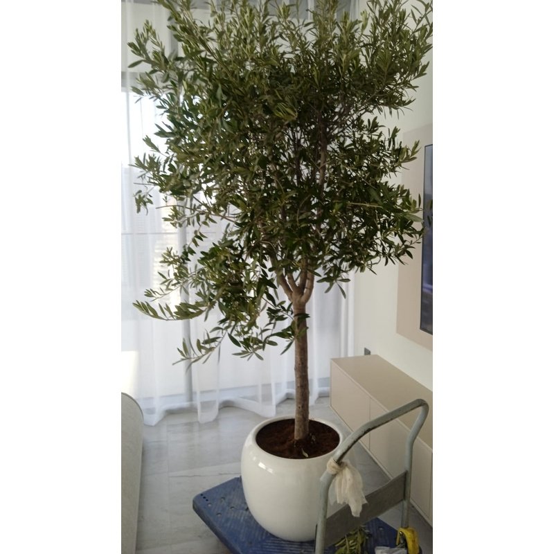 Olive_Big_Clearance_Sale_Outdoor_Plants_UAE.jpg Olive Big Clearance Sale Outdoor Plants UAE - Image 1
