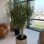 Olive Tree 2m 15-20 yr old Clearance Sale Plants UAE - Image 2