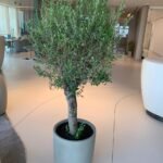 Olive Tree 2m 15-20 yr old Clearance Sale Plants UAE