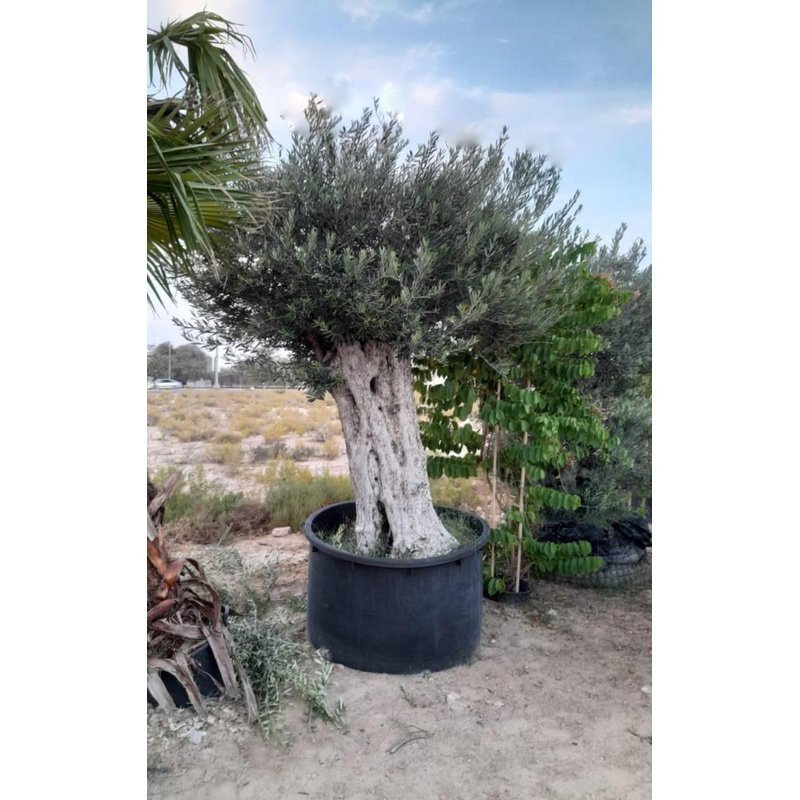 Olive Tree Aged 30 to 50 years Old PROMO  Outdoor Plants Dubai - Image 1