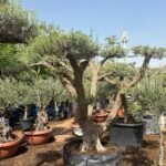 Olive Tree Bonsai 60 yr old Outdoor Plants UAE - Image 2
