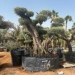 Olive Tree Bonsai 80 yr old Multiple Trunk Outdoor Plants UAE - Image 2