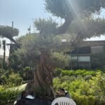 Olive Tree Bonsai 70 yr old Outdoor Plants UAE - Image 2