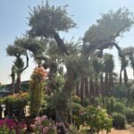 Olive Tree Bonsai 70 yr old Outdoor Plants UAE