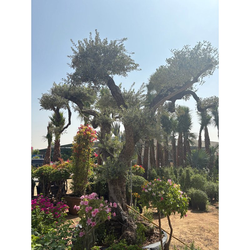 Olive_Tree_Bonsai_70_yr_old_Outdoor_Plants_UAE.jpg Olive Tree Bonsai 70 yr old Outdoor Plants UAE - Image 1