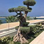 Olive Tree Bonsai Outdoor Plants UAE - Image 2