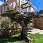 Olive Tree Bonsai Outdoor Plants UAE