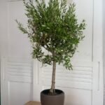 Olive Tree From Spain Plants Dubai - Image 3