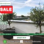 Olive Tree Large Sale 15 year Old Outdoor Plants Dubai - Image 2