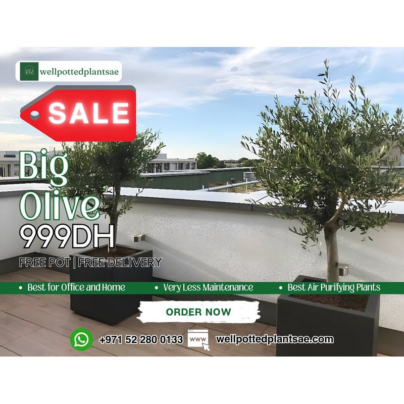 Olive Tree Large Sale 15 year Old Outdoor Plants Dubai - Image 2