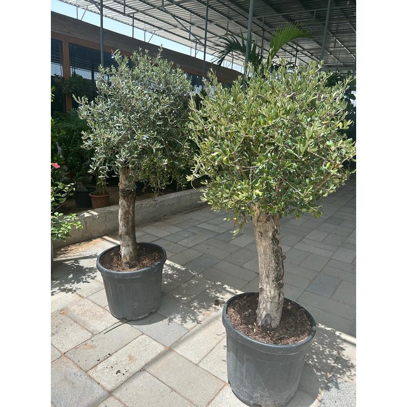 Olive_Tree_Large_Sale_15_year_Old_Outdoor_Plants_Dubai.jpg Olive Tree Large Sale 15 year Old Outdoor Plants Dubai - Image 1