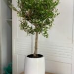 Olive Tree From Spain Plants Dubai - Image 2