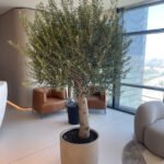 Olive Tree Premium 30 year old in Beige Big Trunk 2.5m Plants UAE - Image 2