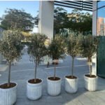 Olive Tree Premium in Rustic Fiber Pot Plants UAE