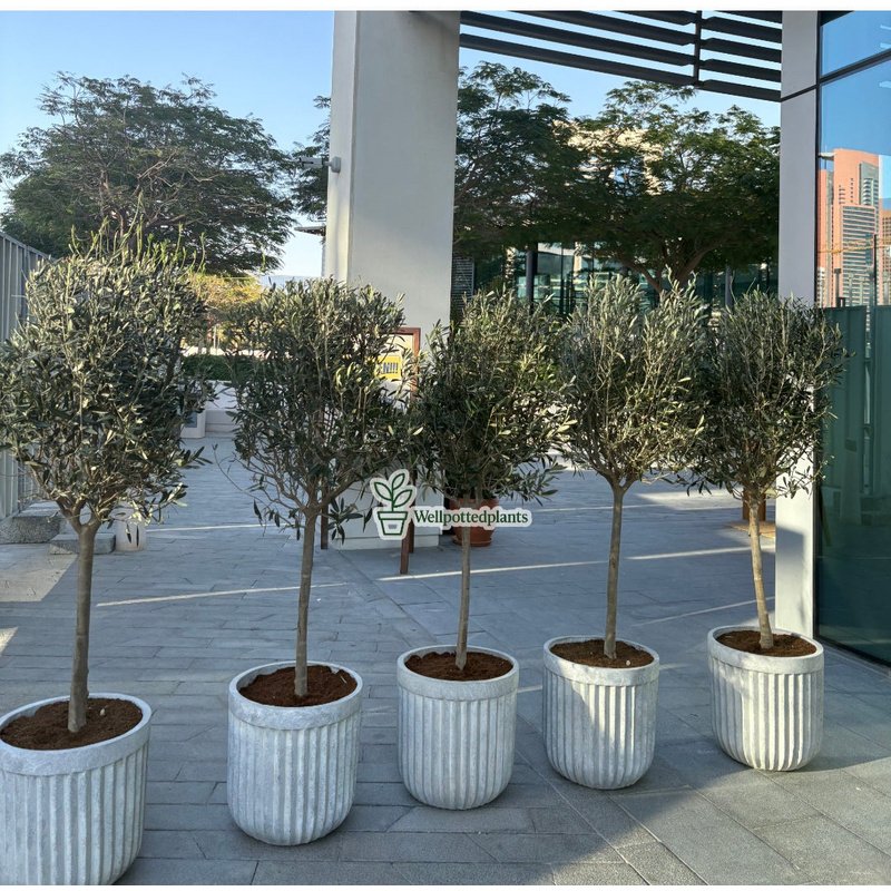 Olive_Tree_Premium_in_Rustic_Fiber_Pot_Plants_UAE.jpg Olive Tree Premium in Rustic Fiber Pot Plants UAE - Image 1