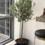 Olive Tree in Clay Plants UAE