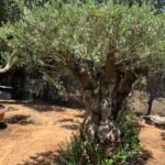 Olive Trees 30 yr old Bonsai Outdoor Plants Dubai