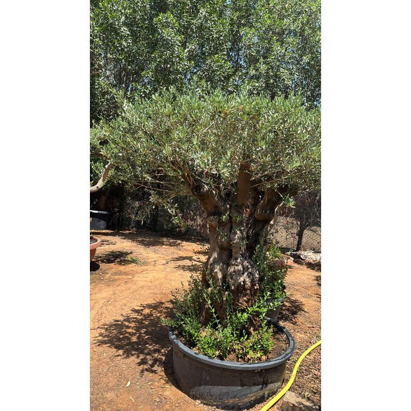 Olive_Trees_30_yr_old_Bonsai_Outdoor_Plants_Dubai.jpg Olive Trees 30 yr old Bonsai Outdoor Plants Dubai - Image 1