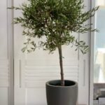 Olive Trees in Dubai 140cm to 150cm Big on PROMO - Image 2