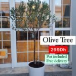 Olive Trees in Dubai 140cm to 150cm Big on PROMO - Image 4