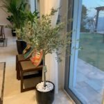 Olive Trees in Dubai 140cm to 150cm Big on PROMO