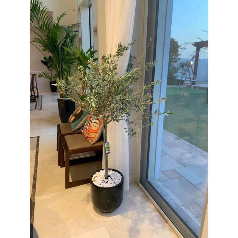 Olive_Trees_in_Dubai_140cm_to_150cm_Big_on_PROMO.jpg Olive Trees in Dubai 140cm to 150cm Big on PROMO - Image 1