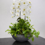 Orchid Fresh Flowers Combo indoor plants Dubai
