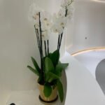 Orchid Natural in Gold Premium Quality Indoor Plants UAE