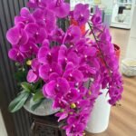 Orchid XLarge Premium Plants UAE