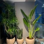Outdoor Plant Premium Bundle 3pc Plants UAE