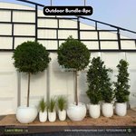 Outdoor Bundle Premium Plants UAE