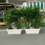 Outdoor 2 Giant Bamboo Palm In Rectangle Pot Each PROMO Privacy Plants UAE