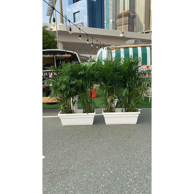 Outdoor_Giant_Bamboo_Palm_Plant_in_UAE.jpg Outdoor 2 Giant Bamboo Palm In Rectangle Pot Each PROMO Privacy Plants UAE - Image 1