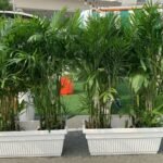 Outdoor 2 Giant Bamboo Palm In Rectangle Pot Each PROMO Privacy Plants UAE - Image 2