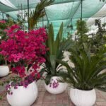 Outdoor Plant Bundle Big Sale 3pc Plants UAE - Image 2