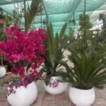 Outdoor Plant Bundle Big Sale 3pc Plants UAE - Image 3