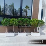 Outdoor Plant Privacy Hedge in Fiber Plants UAE