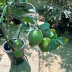 Lemon yellow in Nursery Pot Big Outdoor Plants UAE - Image 3