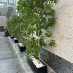 Damas Tree  Privacy Plant