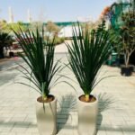 Outdoor Plants Bundle Yucca in Premium Pots UAE