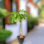 Pachira plant - Money Tree - Image 2