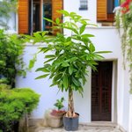 Pachira plant - Money Tree