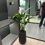 Peace Lily Large in Fiber 130cm Plants UAE - Image 2