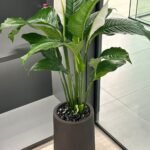 Peace Lily Large in Fiber 130cm Plants UAE